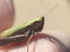 Chorthippus dorsatus dorsatus